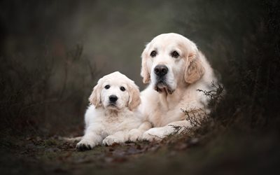 Labrador retriever, puppy and big dog, pets, cute animals, beige labradors, dogs