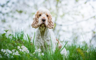 Cocker Spaniel, blommor, bokeh, vit-brun spaniel, gr&#228;smatta, s&#246;ta djur, hundar, husdjur, Cocker Spaniel Hund
