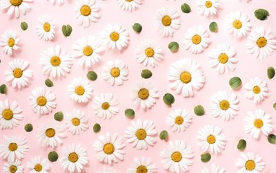pink background with daisies, floral texture, background with flowers, daisies texture