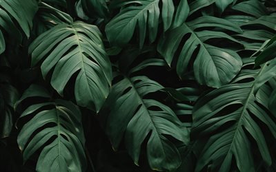 las hojas verdes de la textura, de hojas grandes, de la selva, bush textura, el medio ambiente, los conceptos de ecolog&#237;a