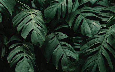 green leaves texture, big leaves, rainforest, bush texture, environment, ecology concepts