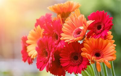 colorful gerberas, 4k, bokeh, beautiful flowers, colorful bouquet, Gerbera, bouquet of colorful flowers