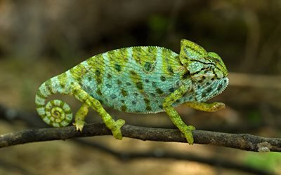 chameleon, green reptile, beautiful green chameleon, green lizard, branch