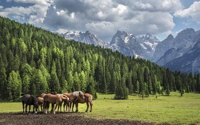 cavalos, montanhas, prado verde, paisagem de montanha, cavalos no prado