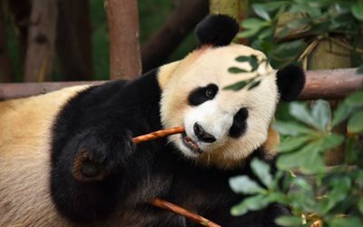 panda, cute animals, panda eats twigs, wildlife, china, pandas