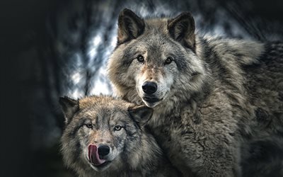 wolf and she-wolf, wildlife, wolves family, bokeh, two wolves, Canis lupus