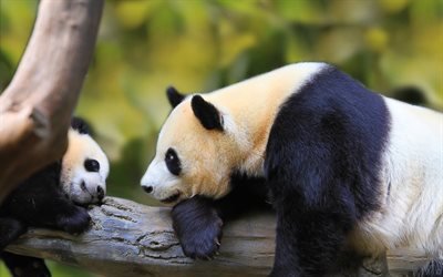 panda family, wildlife, mother and cub, cute bears, Ailuropoda melanoleuca, panda