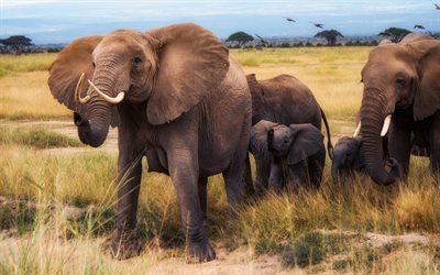 elephants, big family, wildlife, african elephants, wild animals, Africa