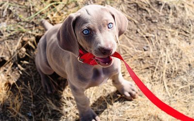 Weimaraner, 子犬, 犬, かわいい動物たち, 子犬には青い眼, 小Weimaraner, かわいい犬