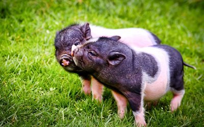 lindo cerdos, poco negro rosa lechones, la hierba verde, cerditos, animales lindos