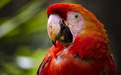 Red macaw, parrot, bird, beautiful bird