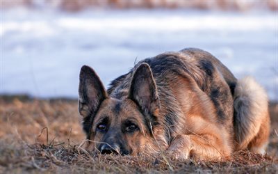 ドイツの羊飼い, 犬, ブラー