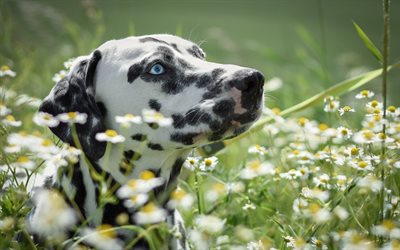 Dalmatian, dogs, blue eyes, cute animals