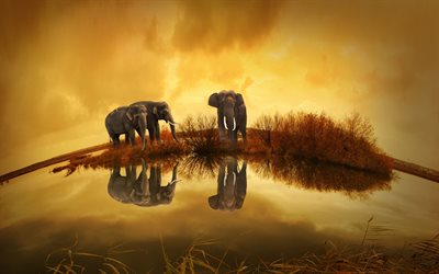 elefantes, a vida selvagem, rio, Tail&#226;ndia