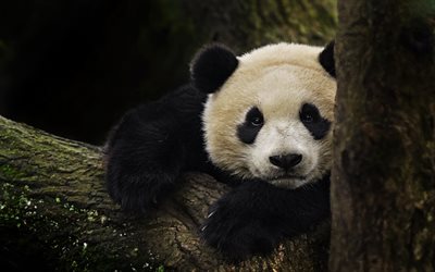 Panda, bear, wildlife, cute animals, forest, Japan