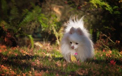ポメラニアン, 小さな白いふわふわの犬, ペット, かわいい動物たち, 緑の芝生, 夜, 犬, ポメラニアン-スピッツ