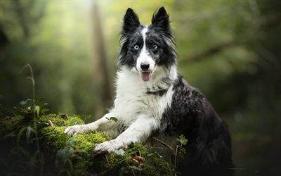 Border Collie, stor vit svart hund, skogen, fluffig svart hund, s&#246;ta djur, husdjur, hundar