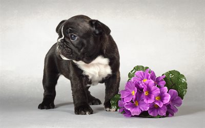 bulldog franc&#234;s, filhote de cachorro, cachorros, c&#227;o bonito, flores, preto bulldog franc&#234;s, animais de estima&#231;&#227;o, animais fofos, bulldogs