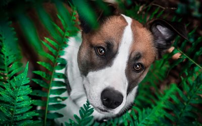 Jack Russell Terrier, helecho, mascotas, bokeh, perros, animales lindos, Jack Russell Terrier Perro