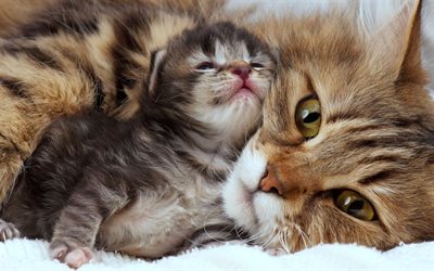 American Bobtail, mother and cub, pets, close-up, kitten, domestic cat, bokeh, cute animals, cats, American Bobtail Cat