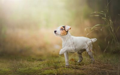 Jack Russell Terrier, pequeno c&#227;o branco, animais de estima&#231;&#227;o, floresta, caminhada, cachorros