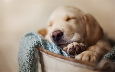 Golden Retriever, cane che dorme, cucciolo, labrador, cani, close-up, animali, carino cani, Golden Retriever Cane
