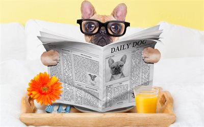 franz&#246;sische bulldogge, welpe mit brille, hund liest zeitung, lustige tiere, haustiere, hunde