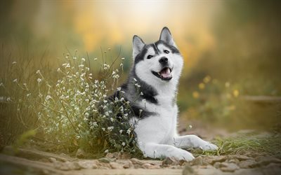 Husky siberiano, lindo gris perro blanco, inteligente, perros, flores silvestres, por la noche, mascotas, perros husky
