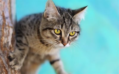American Shorthair, gato, mascotas, ojos grandes, lindos gatos, el gato gris, simp&#225;ticos animales, gatos