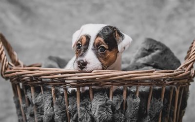 Jack Russell Terrier, pequeno filhote de cachorro, c&#227;es de pequeno porte em uma cesta, animais fofos, animais de estima&#231;&#227;o, cachorros