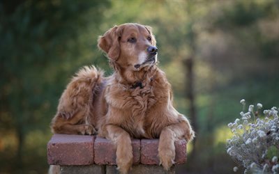 Golden retriever, rizado marr&#243;n perro grande, mascotas, labrador, animales divertidos, perros