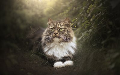 Gato del Bosque de noruega, bokeh, esponjoso gato, mascotas, gatos dom&#233;sticos, animales lindos, gatos, Gris Gato del Bosque de noruega