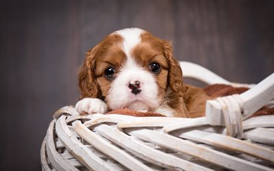 Cavalier King Charles Spaniel, little cute puppy, wooden basket, cute little animals, pets, dogs