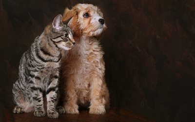 gato cinzento, curly c&#227;o branco, amizade, animais fofos, American Virenair, gatos, cachorros