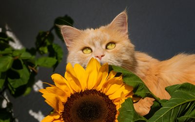 gato jengibre, el girasol, el gato y la flor, gato Brit&#225;nico de Pelo corto, lindo animales, mascotas, gatos