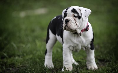 el bulldog ingl&#233;s, el peque&#241;o cachorro, blanco bulldog con manchas negras, simp&#225;ticos animales, cachorros, mascotas, perros