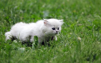 Chat persan, pelouse, blanc, chat, chaton, de l&#39;herbe verte, de fluffy le chat, les chats, les chats domestiques, les animaux de compagnie, persan