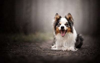 豪州羊飼い犬, heterochromia, 犬の異なる目, ペット, ふんわりグレー犬, 犬, オーストラリア