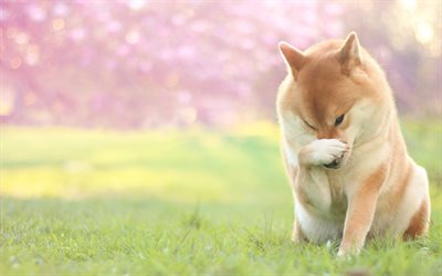 Akita Inu, garden, pets, dogs, cute animals, Akita Inu Dog