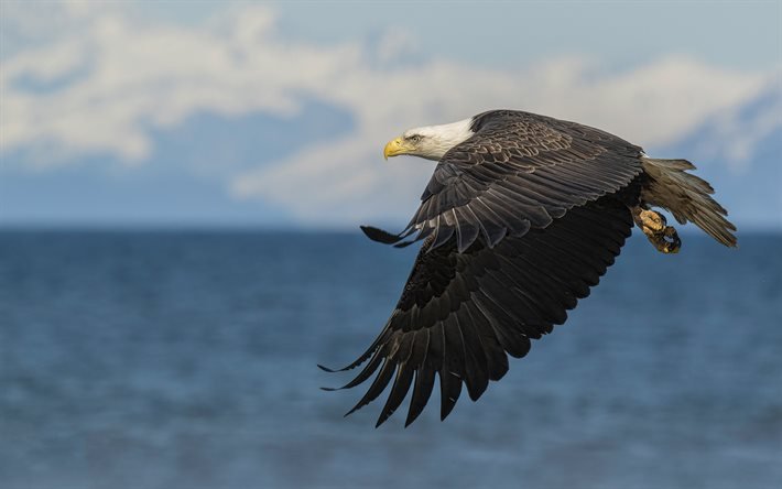 bald eagle, North America, flying eagle, beautiful birds, birds of prey