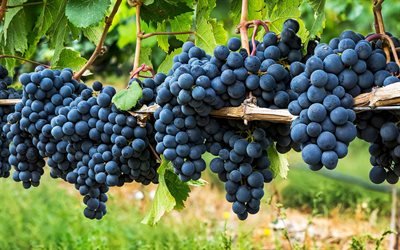 uvas, vendimia, vi&#241;edo, racimo de uvas