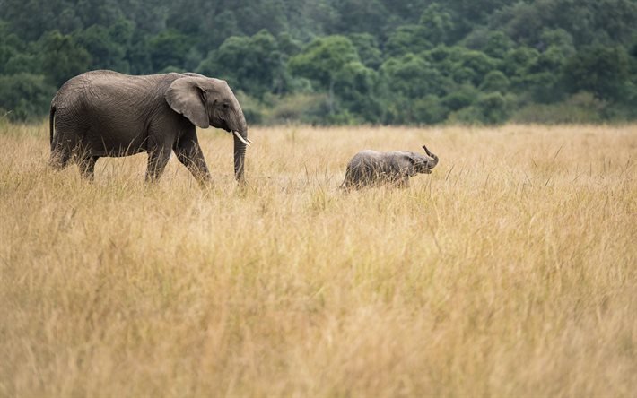 Afrikkalaiset norsut, villiel&#228;imet, ilta, savanni, Afrikka, norsunpoikaset, norsut