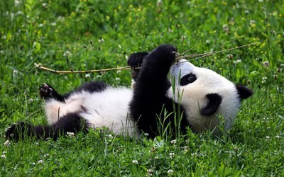 panda sdraiato, prato, simpatici animali, Ailuropoda melanoleuca, panda su pietra, animali divertenti, panda