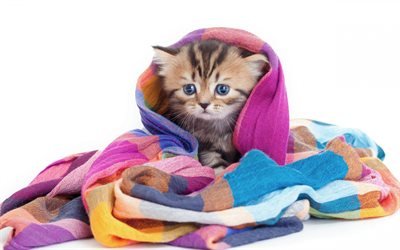 little kitten, cute animals, kitten in a scarf, 4k, little cats, little animals, cats