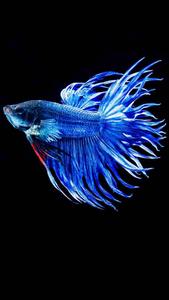 3d Iphone Siamese Fighting Fish 3d iphone wallpaper