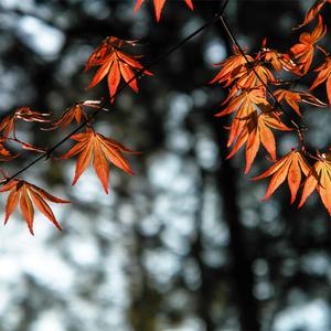 4k Ipad Autumn Leaves 4k ipad wallpaper