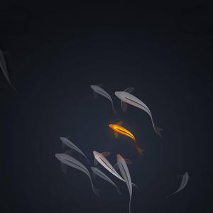 4k Ipad Koi Fish 4k ipad wallpaper