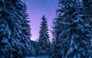 4k Ipad Pine Trees 4k ipad wallpaper