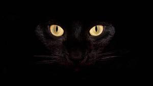 4K Laptop Cat Eyes Wallpaper