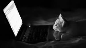 4K Laptop Cat Looking At Screen 4k laptop wallpaper
